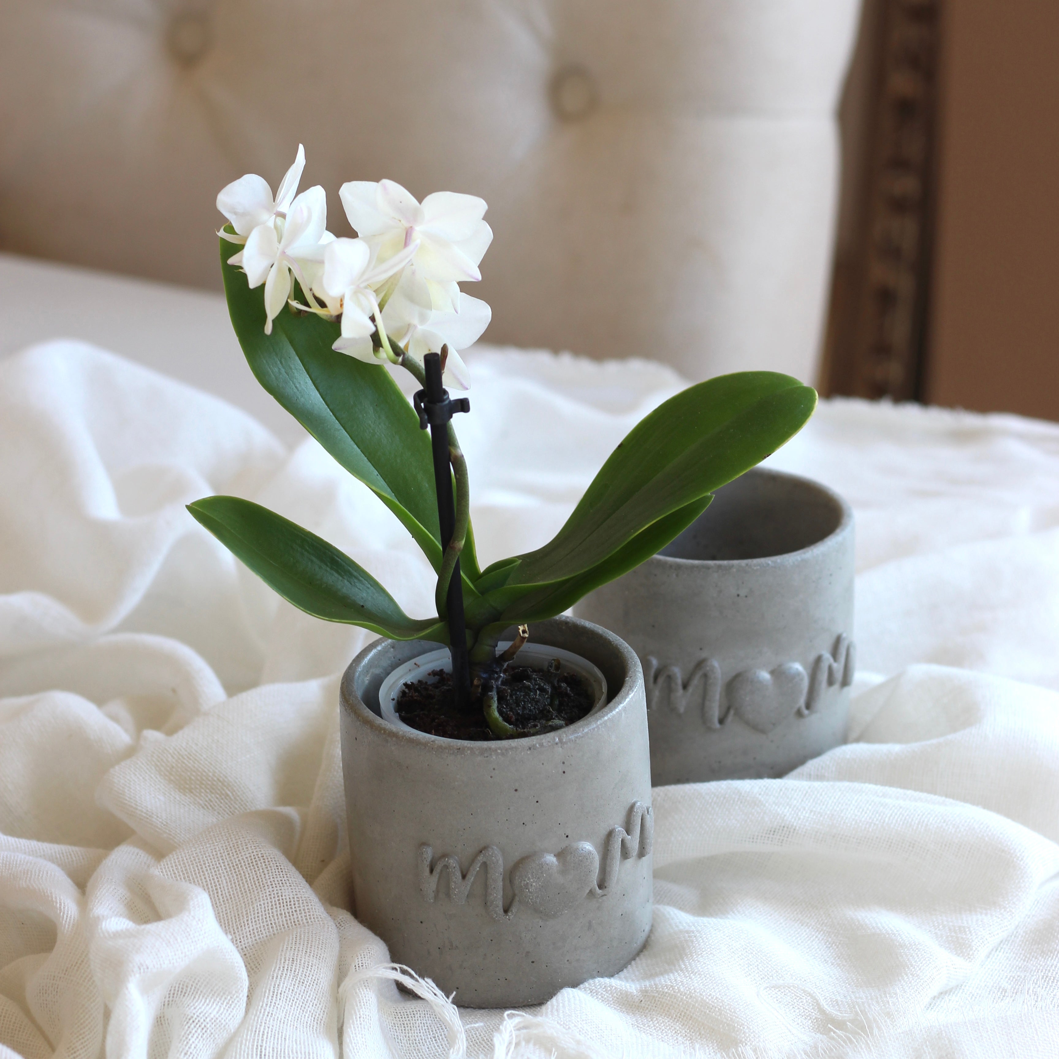 Beton Topf "Mom"
